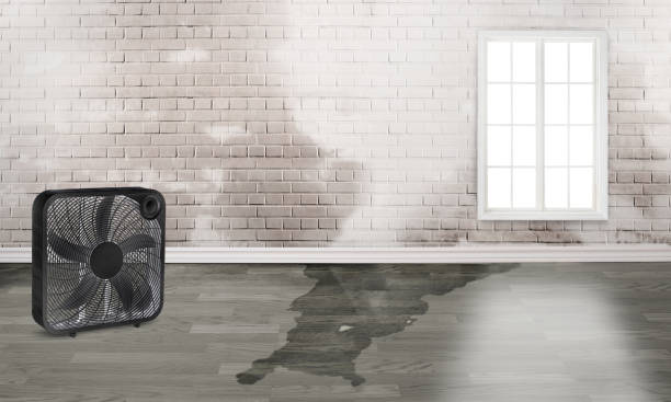 Best Professional water damage repair  in Kibler, AR